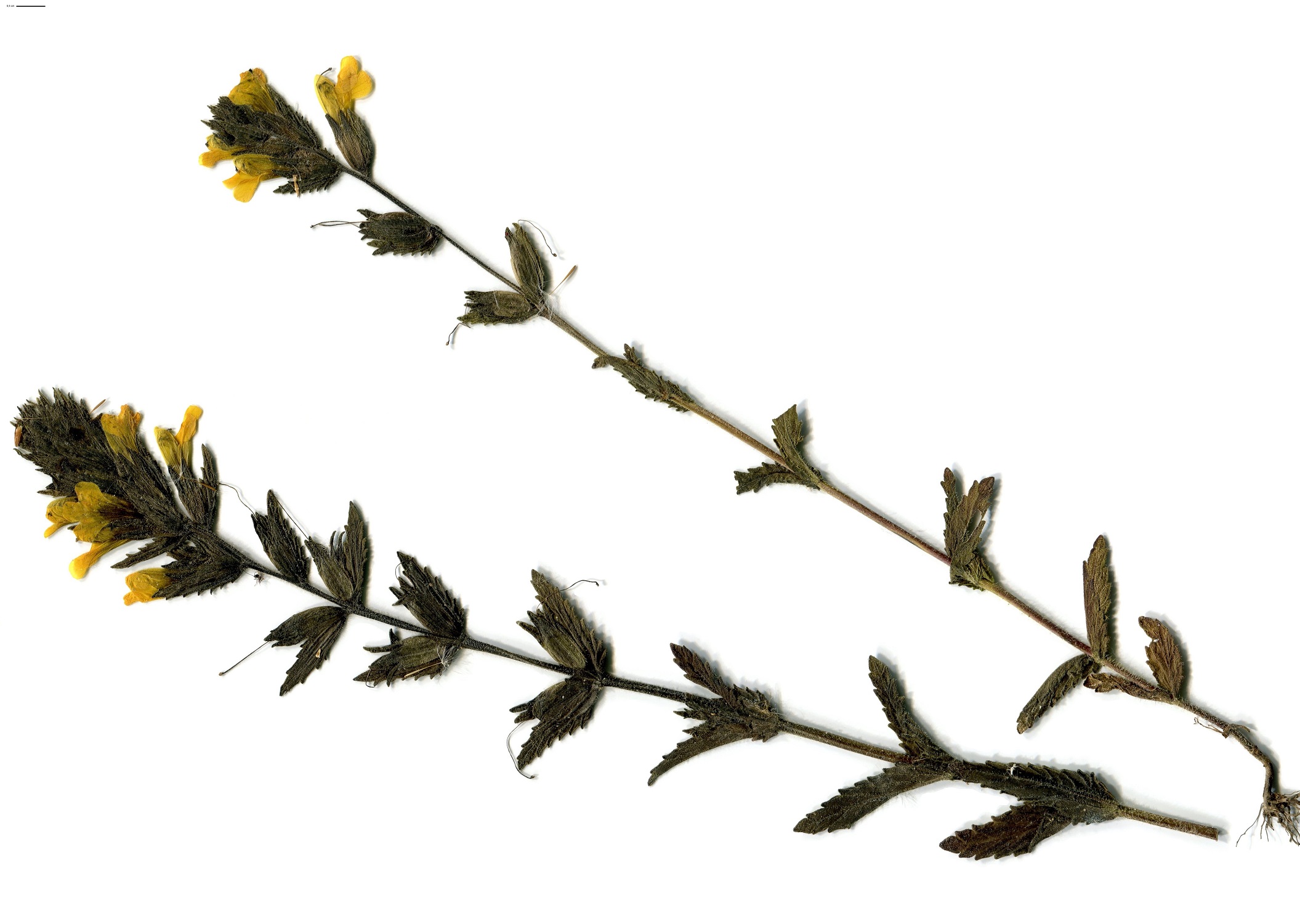 Parentucellia viscosa (Orobanchaceae)